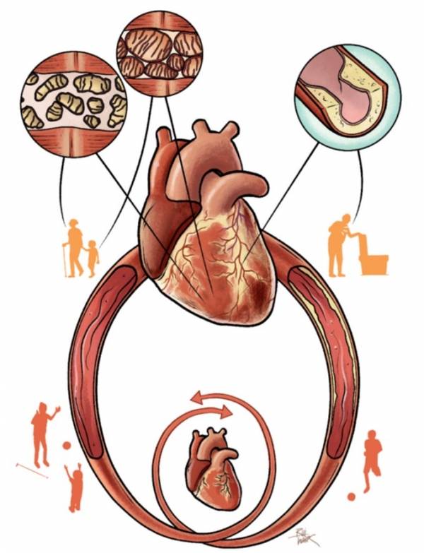 Cardiosvascular System and exercise